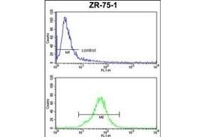 COQ3 Antibody (Center) (ABIN652711 and ABIN2842471) FC analysis of ZR-75-1 cells (bottom histogram) compared to a negative control cell (top histogram). (COQ3 抗体  (AA 172-201))