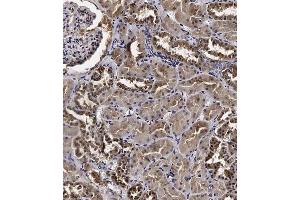 Immunohistochemical analysis of C on paraffin-embedded Human kidney tissue. (Cyclin Y 抗体  (AA 140-169))