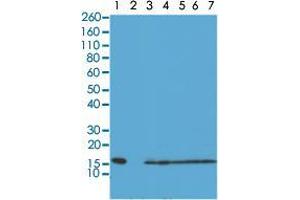 Western blot analysis of Lane 1: recombinant Histone H2A, Lane 2: recombinant Histone H2B, Lane 3: HeLa, Lane 4: A375, Lane 5: SK-MEL-2, Lane 6: A431, Lane 7: K562 whole cell lysates with Histone H2A monoclonal antibody, clone RM225  at 0. (HIST1H2AE 抗体  (C-Term))