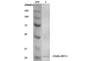 Western Blot analysis of Human, Mouse, Rat Rat Kidney Lysate showing detection of ~31 kDa HO-1 protein using Mouse Anti-HO-1 Monoclonal Antibody, Clone 6B8-2F2 . (HMOX1 抗体  (HRP))
