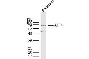 Mouse pancreas lysates probed with ATF6 Polyclonal Antibody, unconjugated  at 1:300 overnight at 4°C followed by a conjugated secondary antibody at 1:10000 for 90 minutes at 37°C. (ATF6 抗体  (AA 301-400))