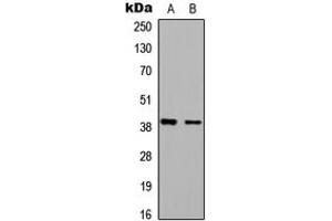 Western blot analysis of BAG1 expression in HEK293T (A), Raw264.