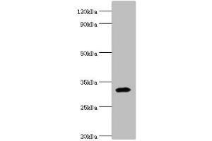 Western blot All lanes: Zinc finger protein 346 antibody at 3 μg/mL + Mouse brain tissue Secondary Goat polyclonal to rabbit IgG at 1/10000 dilution Predicted band size: 33, 36, 30 kDa Observed band size: 33 kDa (ZNF346 抗体  (AA 1-294))