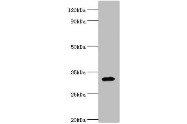ZNF346 抗体  (AA 1-294)