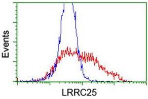 HEK293T cells transfected with either RC209911 overexpress plasmid (Red) or empty vector control plasmid (Blue) were immunostained by anti-LRRC25 antibody (ABIN2455887), and then analyzed by flow cytometry. (LRRC25 抗体)