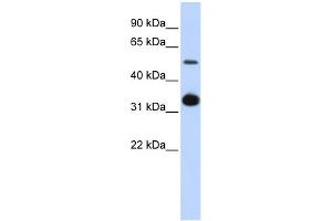 WB Suggested Anti-GDF2 Antibody Titration: 0. (GDF2 抗体  (Middle Region))