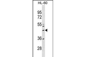ZN Antibody (Center) (ABIN1537976 and ABIN2849580) western blot analysis in HL-60 cell line lysates (35 μg/lane). (ZNF589 抗体  (AA 184-210))