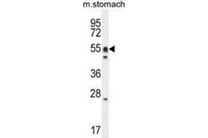 Western blot analysis in mouse stomach cell line lysates (35ug/lane) using DMRTA1 / DMO  Antibody . (DMRTA1 抗体  (C-Term))