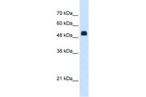 Western Blotting (WB) image for anti-N-Acetylglutamate Synthase (NAGS) antibody (ABIN2463410) (NAGS 抗体)