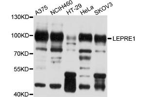 Western blot analysis of extracts of various cell lines, using LEPRE1 antibody (ABIN5998124) at 1/1000 dilution. (LEPRE1 抗体)
