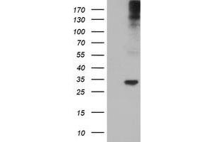 Western Blotting (WB) image for anti-Tryptase gamma 1 (TPSG1) (AA 20-283) antibody (ABIN1491161) (TPSG1 抗体  (AA 20-283))