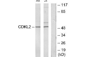 Western blot analysis of extracts from 293 cells and Jurkat cells, using CDKL2 antibody. (CDKL2 抗体)