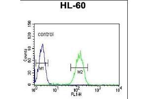 CA5B Antibody (C-term) (ABIN652315 and ABIN2841444) flow cytometric analysis of HL-60 cells (right histogram) compared to a negative control cell (left histogram). (CA5B 抗体  (C-Term))