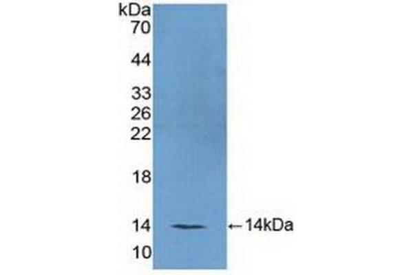 FSH anticorps  (AA 25-120)