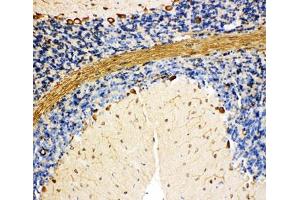 IHC-P: BiP antibody testing of rat cerebellum tissue (GRP78 抗体  (C-Term))