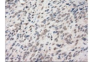 Image no. 13 for anti-P450 (Cytochrome) Oxidoreductase (POR) antibody (ABIN1497744) (POR 抗体)