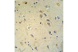 Immunohistochemistry analysis in formalin fixed and paraffin embedded human brain tissue reacted with Glutamate receptor 4 / GLUR4 Antibody (Center) followed by peroxidase conjugation of the secondary antibody and DAB staining. (GRIA4 抗体  (Middle Region))