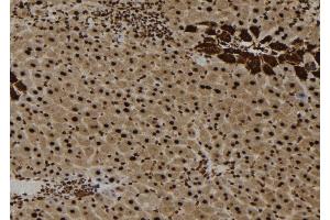 ABIN6273652 at 1/100 staining Mouse liver tissue by IHC-P. (IL16 抗体  (C-Term))