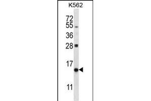 PIK3IP1 Antibody (C-term) (ABIN657714 and ABIN2846702) western blot analysis in K562 cell line lysates (35 μg/lane). (PIK3IP1 抗体  (C-Term))