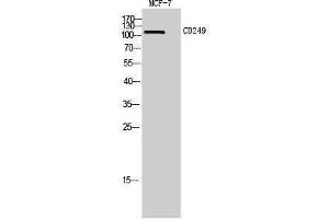 Western Blotting (WB) image for anti-Glutamyl Aminopeptidase (Aminopeptidase A) (ENPEP) (Internal Region) antibody (ABIN3181477)