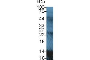 Western Blot; Sample: Rat Serum; Primary Ab: 5µg/ml Rabbit Anti-Rat APOA2 Antibody Second Ab: 0. (APOA2 抗体  (AA 24-102))