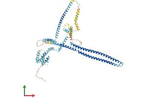 AlphaFold protein structure predicition of Mouse Recombinant Ccdc93 Protein, UniprotID Q7TQK5