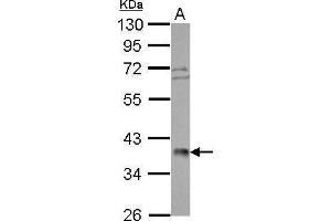 Western Blotting (WB) image for anti-Polymerase (RNA) III (DNA Directed) Polypeptide F, 39 KDa (POLR3F) (Center) antibody (ABIN2856194)