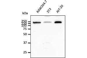 Western Blotting (WB) image for anti-Early Endosome Antigen 1 (EEA1) (C-Term) antibody (ABIN1439993) (EEA1 抗体  (C-Term))