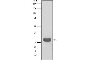 Western blot analysis of 14-3-3 epsilon expression in 293T cell lysate.