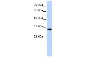 FGF2 antibody used at 1 ug/ml to detect target protein.