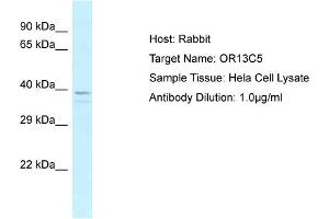 Host: Rabbit Target Name: OR13C5 Sample Tissue: Human Hela Whole Cell Antibody Dilution: 1ug/ml (OR13C5 抗体  (N-Term))