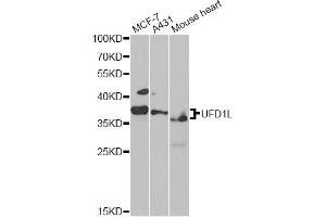 Western blot analysis of extracts of various cell lines, using UFD1L antibody. (UFD1L 抗体)