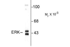Image no. 1 for anti-Mitogen-Activated Protein Kinase 3 (MAPK3) (C-Term) antibody (ABIN372622) (ERK1 抗体  (C-Term))