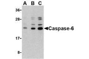 Western blot analysis of caspase-6 in Jurkat cell lysate with AP30202PU-N caspase-6 antibody at (A) 0. (Caspase 6 抗体  (N-Term))