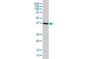Western Blotting (WB) image for anti-ArsA Arsenite Transporter, ATP-Binding, Homolog 1 (ASNA1) (AA 239-348) antibody (ABIN559968)