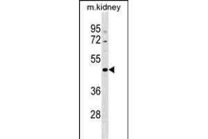 CCDC91 Antibody (C-term) (ABIN1537129 and ABIN2849430) western blot analysis in mouse kidney tissue lysates (35 μg/lane). (CCDC91 抗体  (C-Term))