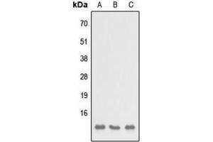 Western blot analysis of SH3BGRL3 expression in HEK293T (A), NS-1 (B), H9C2 (C) whole cell lysates.