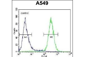 GTPBP8 Antibody (Center) (ABIN654550 and ABIN2844261) flow cytometric analysis of A549 cells (right histogram) compared to a negative control cell (left histogram). (GTPBP8 抗体  (AA 122-150))