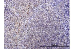 Immunoperoxidase of purified MaxPab antibody to LY86 on formalin-fixed paraffin-embedded human tonsil. (LY86 抗体  (AA 1-162))