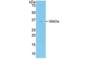 Western blot analysis of recombinant Human FDFT1. (FDFT1 抗体  (AA 269-417))