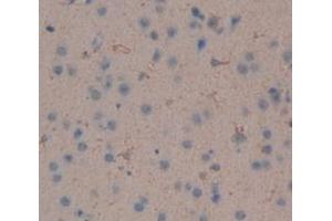 IHC-P analysis of Mouse Tissue, with DAB staining. (IFNA4 抗体  (AA 26-186))