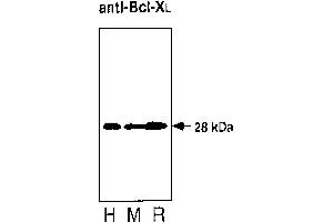Western blot analysis of thymocytes from  and rat. (BCL2L1 抗体)