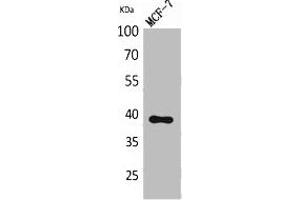 Western Blot analysis of MCF-7 cells using Nov Polyclonal Antibody. (NOV 抗体  (Internal Region))