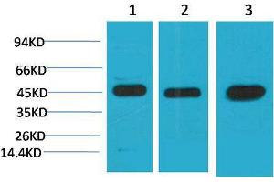 Western Blot (WB) analysis of 1) HeLa, 2)3T3, 3) Rat Brain Tissue with MEK2 Mouse Monoclonal Antibody diluted at 1:2000. (MEK2 抗体)