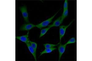 Immunofluorescence analysis of NIH/3T3 cells using ST13 mouse mAb (green). (HSC70 Interacting Protein HIP 抗体)
