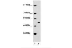 APBA1 抗体  (AA 41-90)
