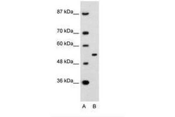 APBA1 Antikörper  (AA 41-90)
