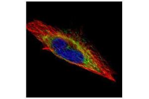 ICC/IF Image Confocal immunofluorescence analysis (Olympus FV10i) of methanol-fixed HeLa, using ACTL8, antibody (Green) at 1:500 dilution. (Actin-Like 8 抗体)