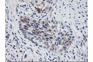 Image no. 2 for anti-X-Prolyl Aminopeptidase (Aminopeptidase P) 3, Putative (XPNPEP3) antibody (ABIN1501766) (XPNPEP3 抗体)