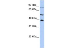 Western Blotting (WB) image for anti-Methyltransferase Like 2B (METTL2B) antibody (ABIN2463220) (METTL2B 抗体)